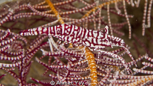 Crinoid shrimp in the feather seastar...:) by Ahmet Yay 